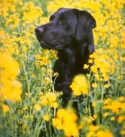 Labrador Retriever